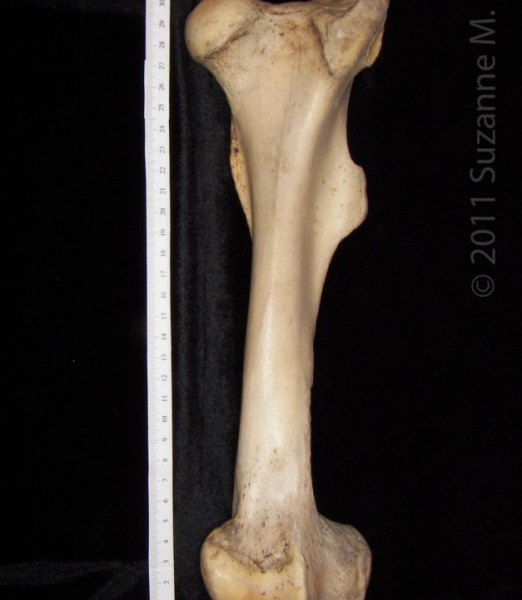 Anterior View Left Horse Femur