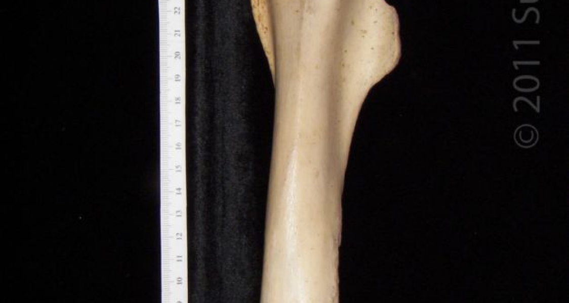 Anterior View Left Horse Femur