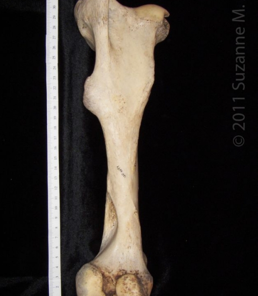 Posterior View Left Horse Femur