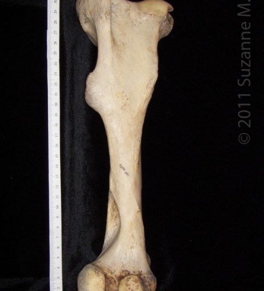 Posterior View Left Horse Femur