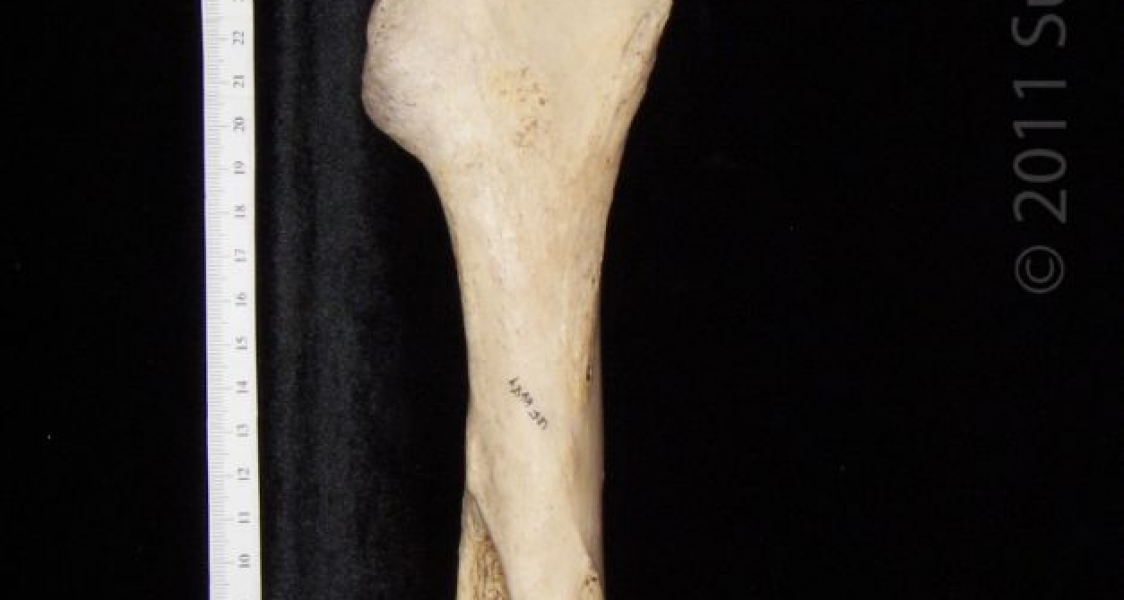 Posterior View Left Horse Femur