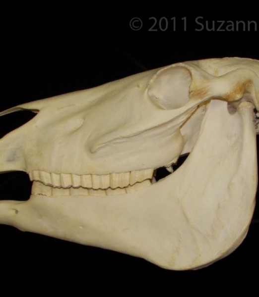 Lateral View Horse Skull