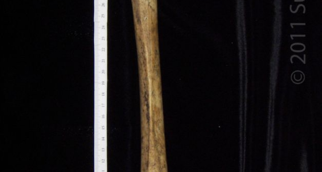 Posterior View Left Human Femur