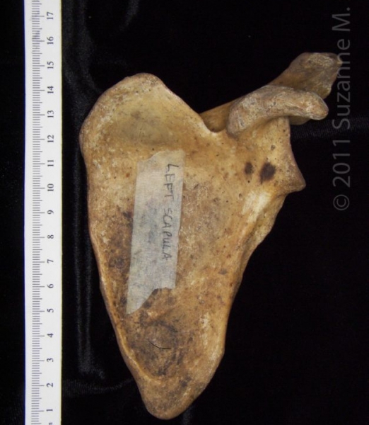 Anterior View Left Human Scapula