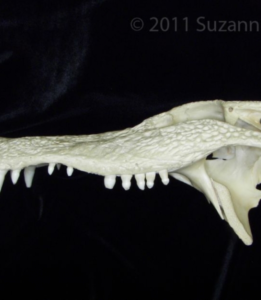 Lateral View Alligator Cranium