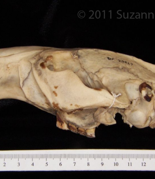 Lateral View American Beaver Cranium