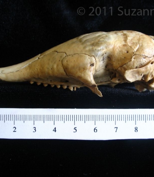 Lateral View Armadillo Cranium