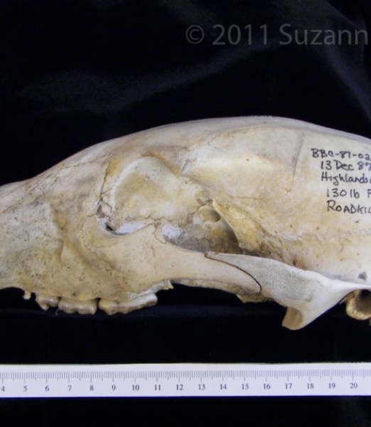 Lateral View American Black Bear Cranium