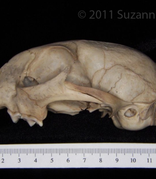 Lateral View Bobcat Cranium