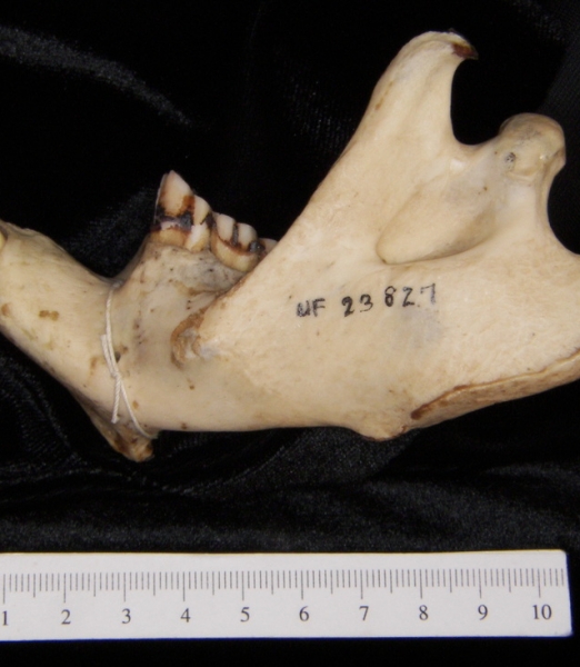 Lateral View American Beaver Mandible