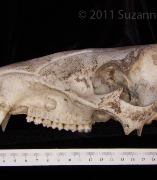 Lateral View Peccary Cranium