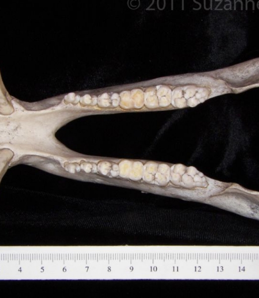 Superior View Peccary Mandible