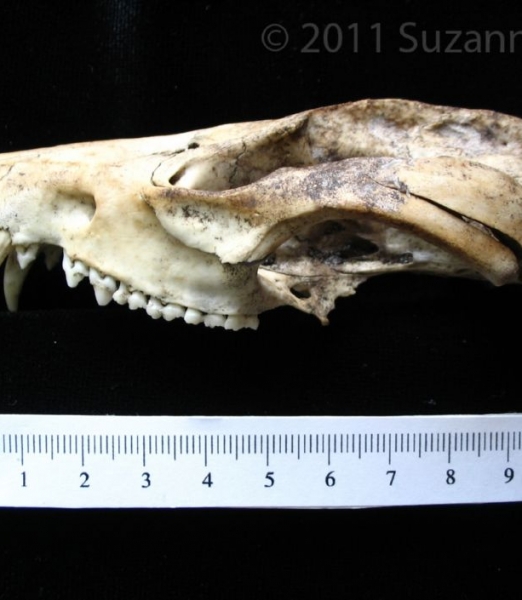 Lateral View Opossum Cranium