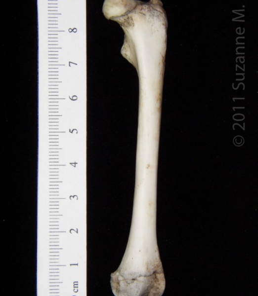 Anterior View Left Opossum Femur