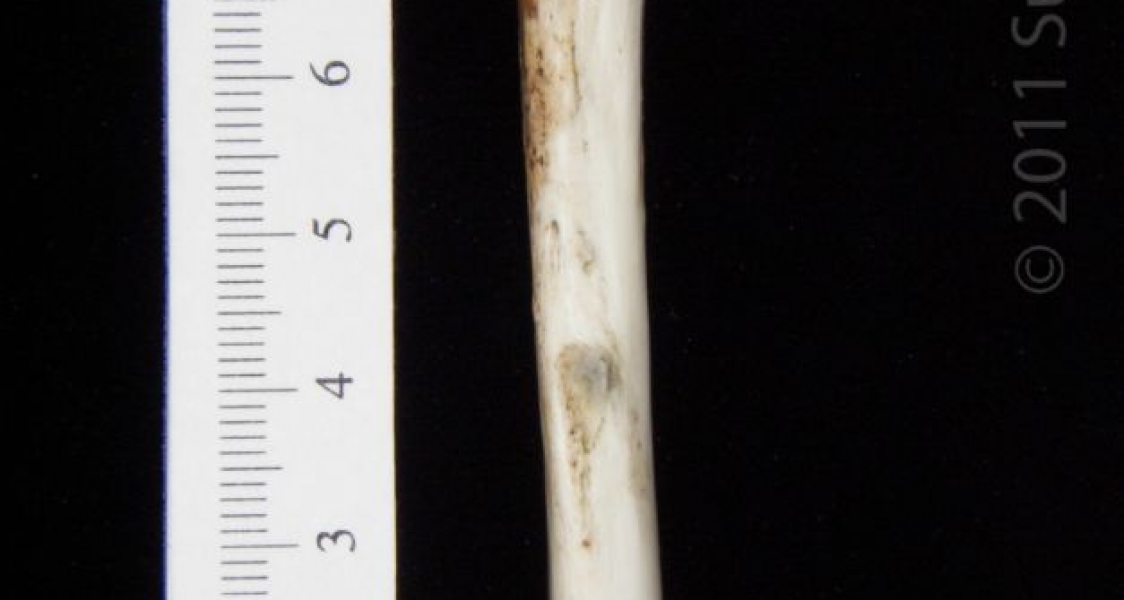 Posterior View Left Opossum Femur