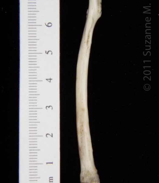 Posterior View Left Opossum Radius