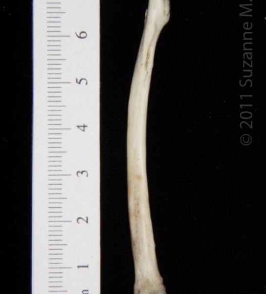 Posterior View Left Opossum Radius