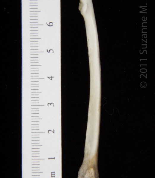 Anterior View Left Opossum Radius