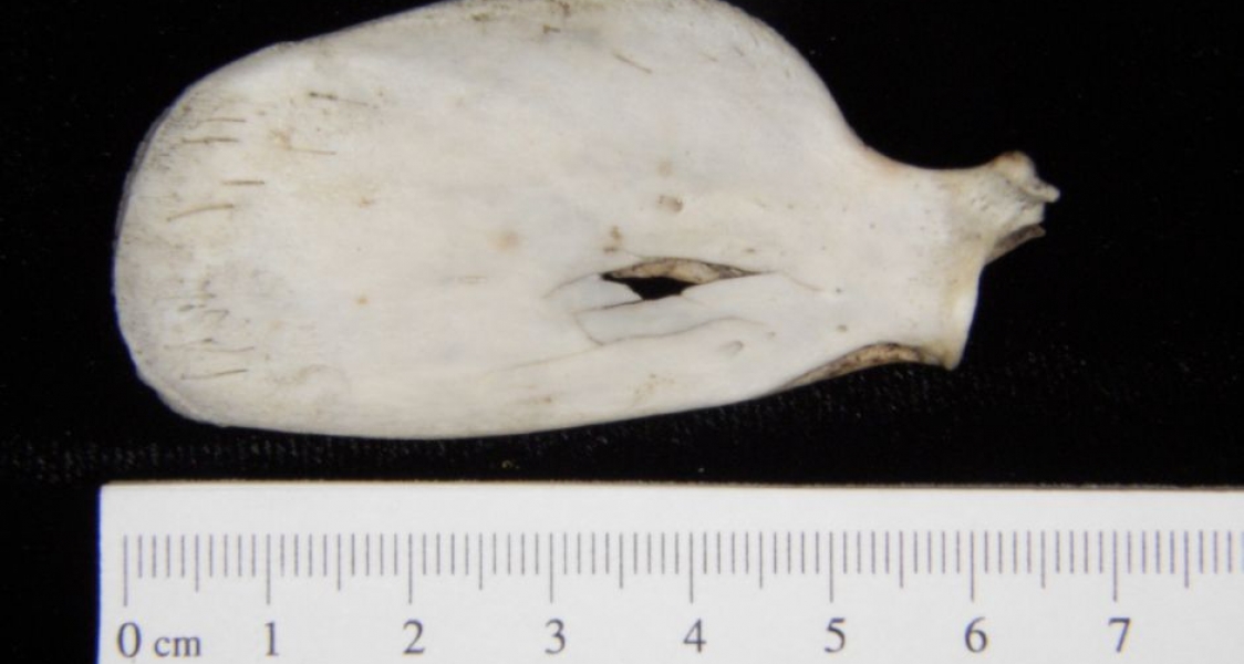 Anterior View Left Opossum Scapula