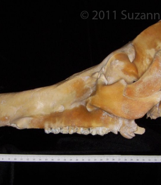 Lateral View Domestic Pig Cranium