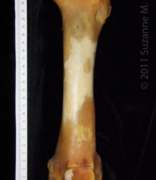 Anterior View Left Domestic Pig Femur