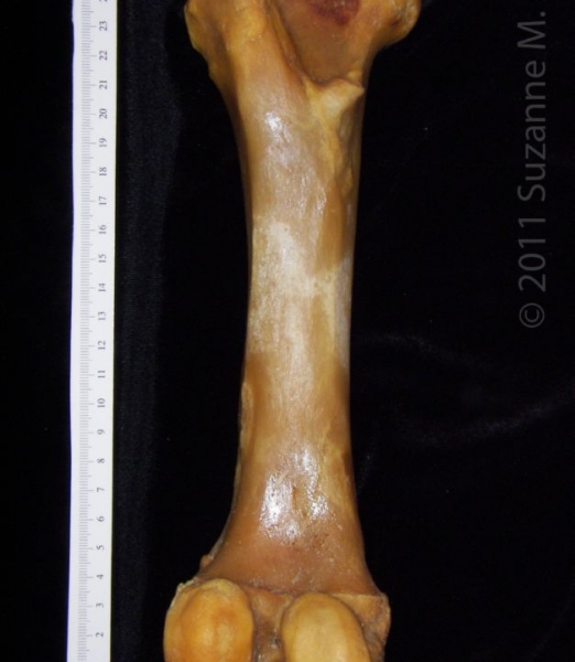 Posterior View Left Domestic Pig Femur