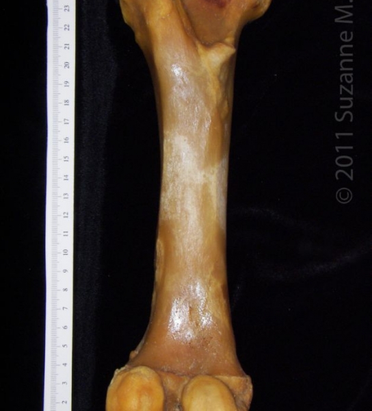 Posterior View Left Domestic Pig Femur