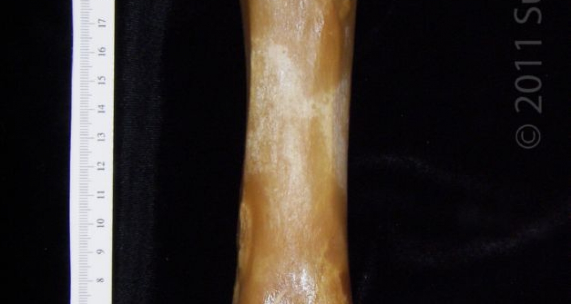 Posterior View Left Domestic Pig Femur