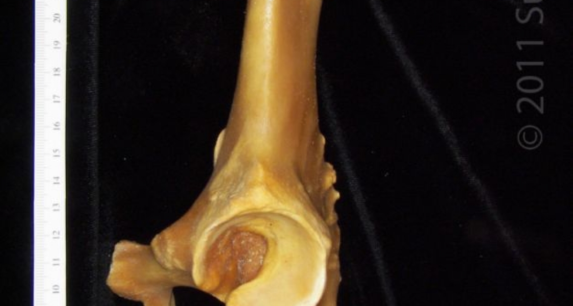 Anterior View Left Domestic Pig Innominate