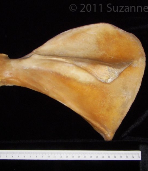 Posterior View Left Pig Scapula