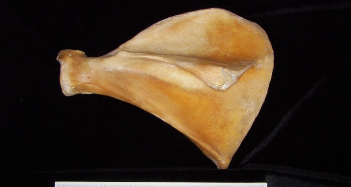 Posterior View Left Pig Scapula