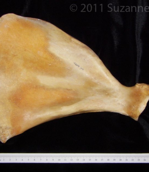 Anterior View Left Pig Scapula