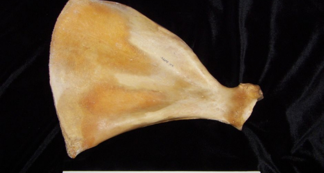 Anterior View Left Pig Scapula