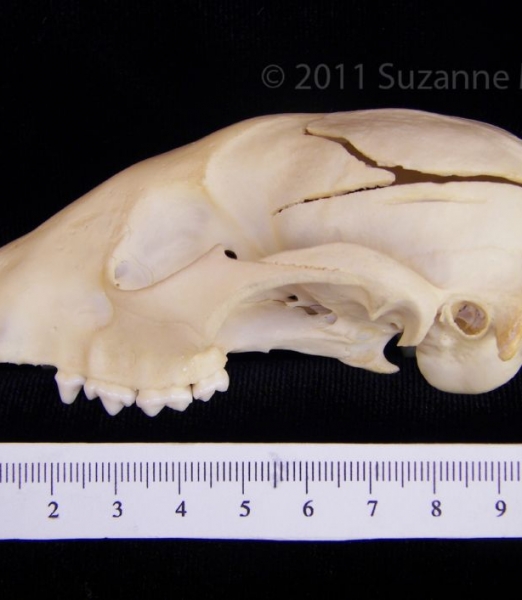 Lateral View Raccoon Cranium