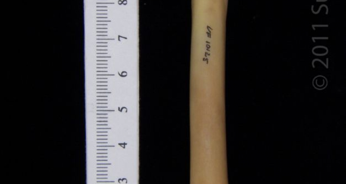 Anterior View Left Raccoon Femur