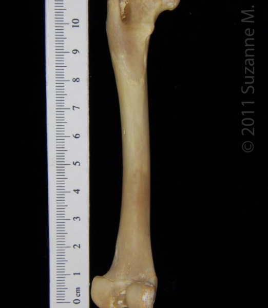 Posterior View Left Raccoon Femur