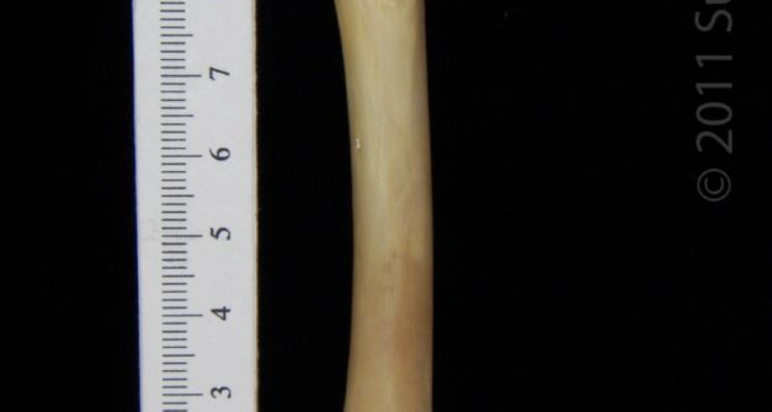 Posterior View Left Raccoon Femur