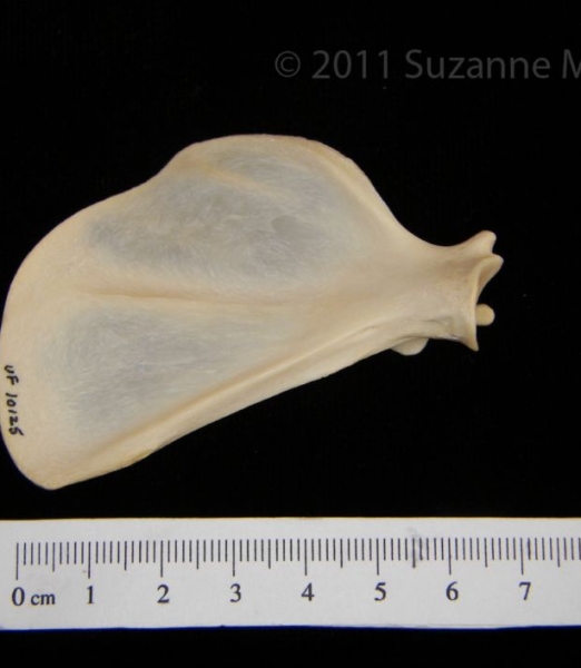 Anterior View Left Racoon Scapula