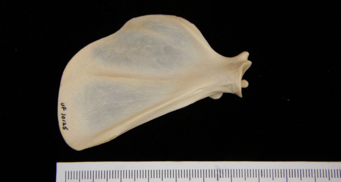 Anterior View Left Racoon Scapula