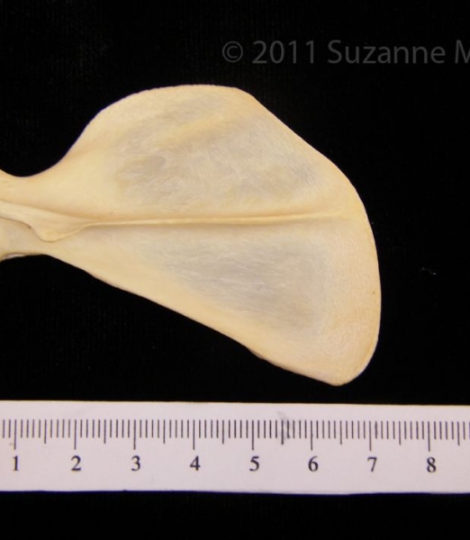 Posterior View Left Racoon Scapula