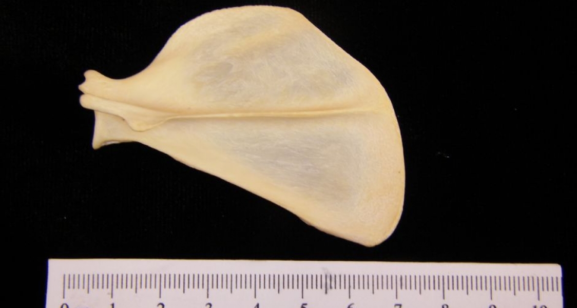 Posterior View Left Racoon Scapula