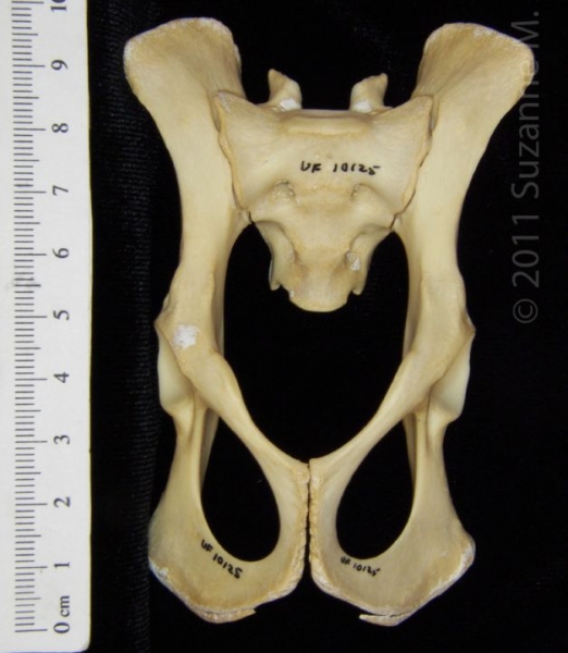 Anterior View Raccoon Pelvis