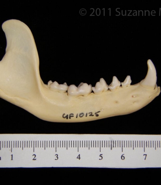 Lateral View Racoon Mandible