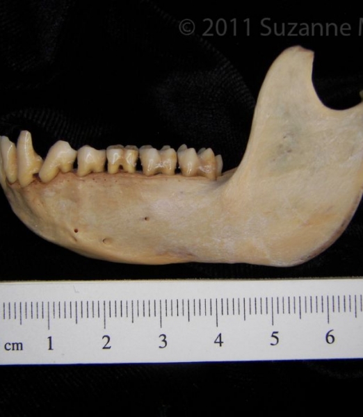 Lateral View Rhesus Monkey Mandible