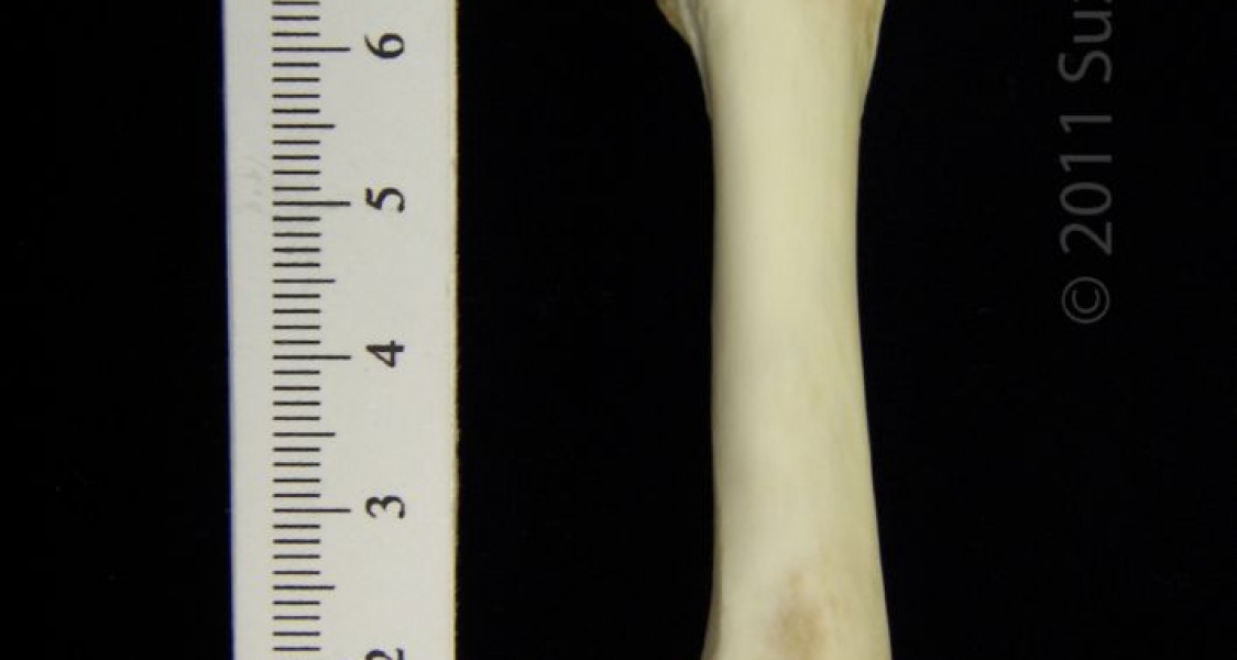 Anterior View Left River Otter Femur