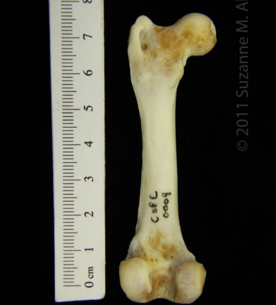 Posterior View Left River Otter Femur