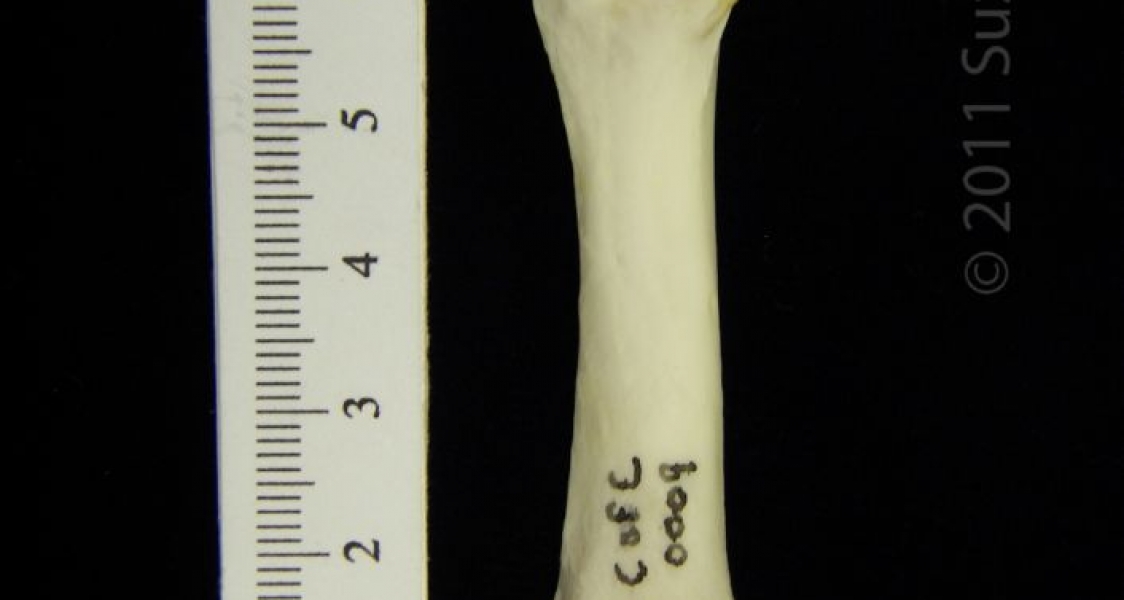 Posterior View Left River Otter Femur