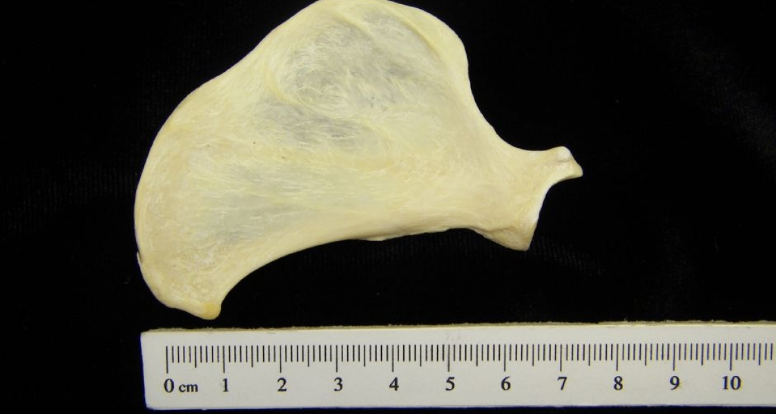 Anterior View Left River Otter Scapula