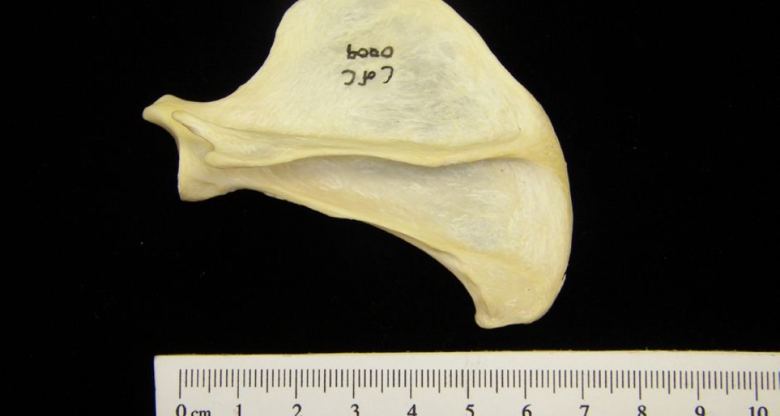 Posterior View Left River Otter Scapula