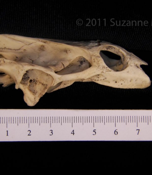 Lateral View Softshell Turtle Cranium